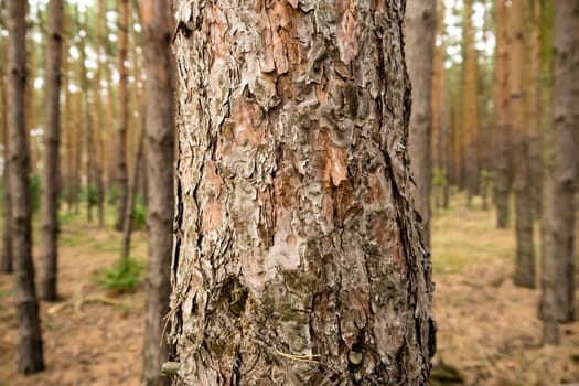 bark of a tree in a forest