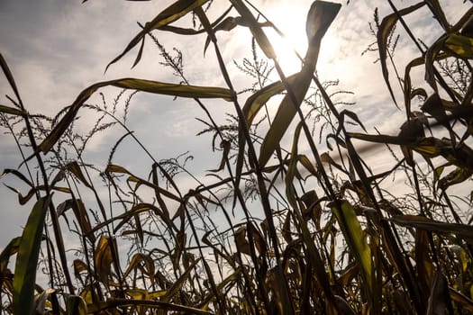 cornfield drought, view to the sky