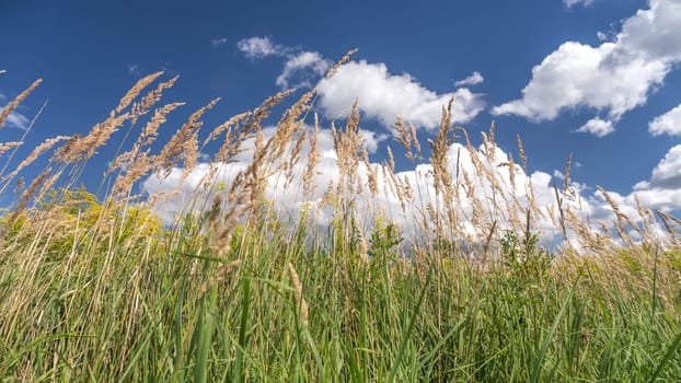 summer atmosphere, grass an a blue sky with clouds