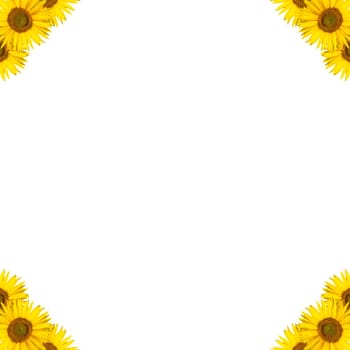 sunflower background with border design