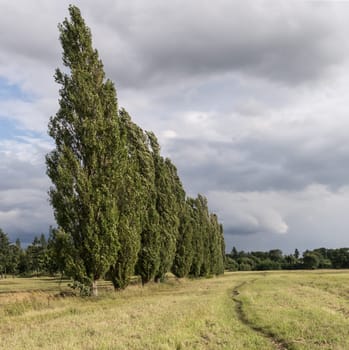 a field with poplars and rain clouds