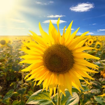 sunflower on a field with blue cloudy sky and sunlight