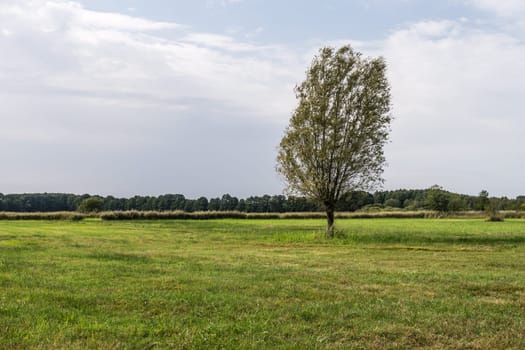 tree in landscape with cloudy sky