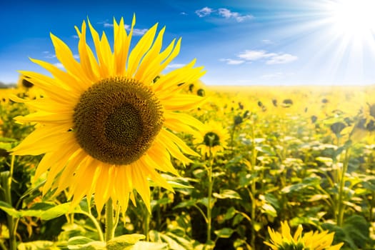 sunflower on a field with blue sky und sunbeams