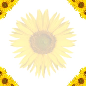 sunflower background with border design