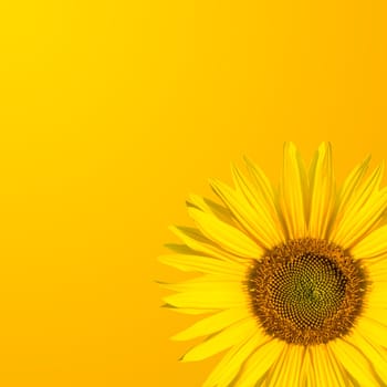 orange background and a sunflower