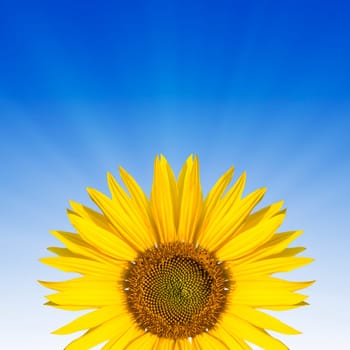 sunflower ona blue background (copyspace)