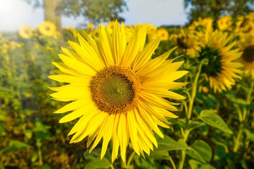 sunflower in sun on a field in sunlight