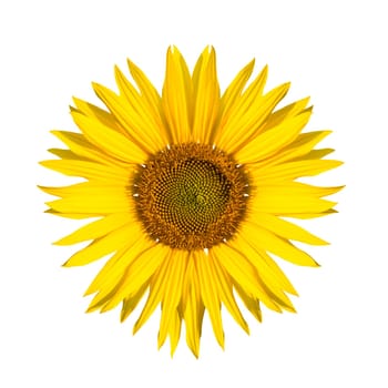 beautiful isolated sunflower on white background