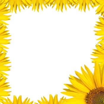 background with sunflowers with border design