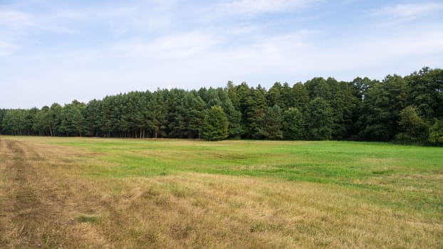 landscape with trees and sky in summer