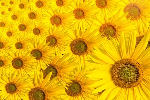 background with beautiful sunflowers (copyspace)