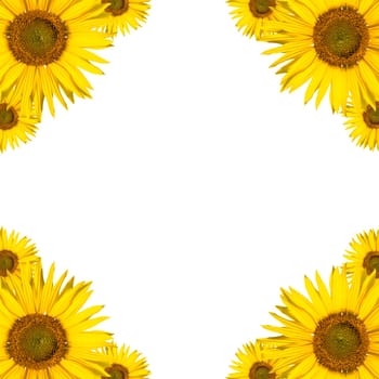 sunflower background border design (copyspace)