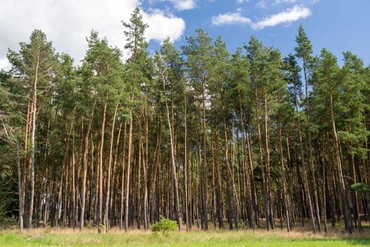 a forest with a blue sky with clouds