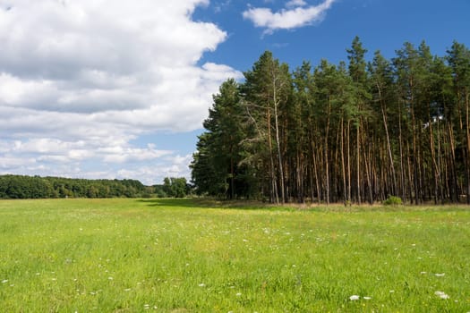 forest and a meadow in summer