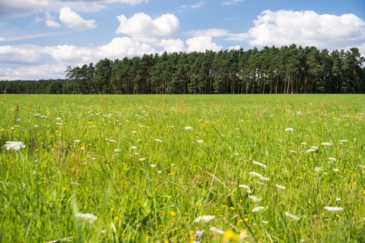 view on a a green meadow with flowers, in the background a forest