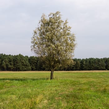 single tree in landscape in summer