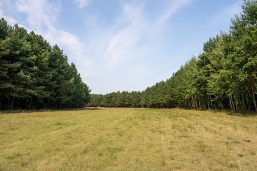trees and meadow in summertime