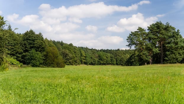 beautiful landscape with a meadow and trees in summertime