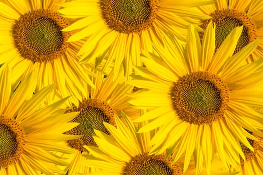 background with a few sunflowers