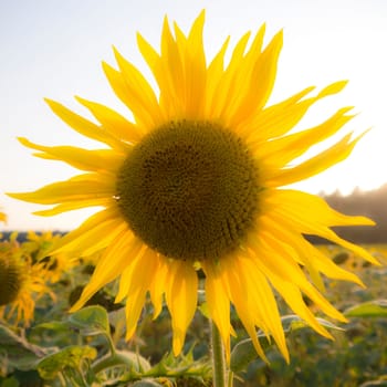 a blurred sunflower on field
