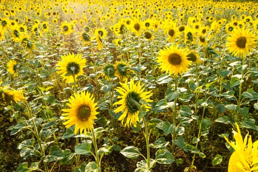 a field with sunflowers and sunlight