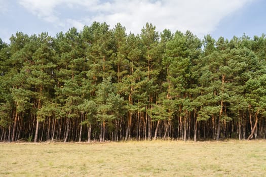 tree line on a field in summer