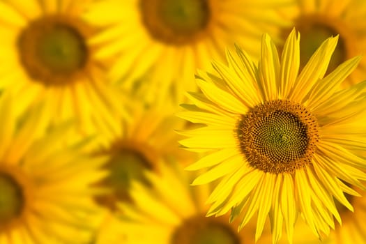 a blurred background with sunflowers