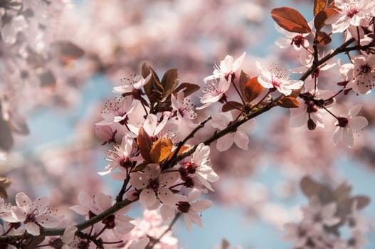 Cherry blossom