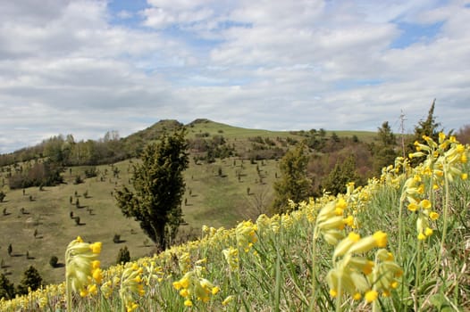 The Dörnberg in spring with primroses