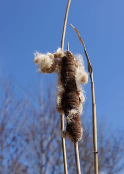 Cattail