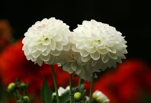 Flowers with large flowers