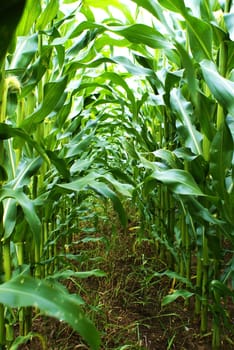 Cornfield - Labyrinth