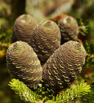 Fir cone