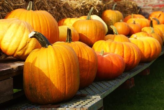 Pumpkins
