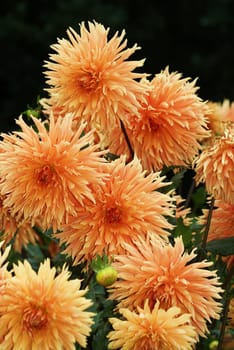 Flowers with large flowers