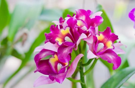 Beautiful orchid