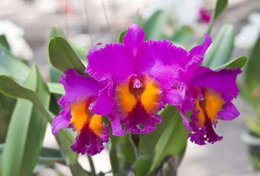 Beautiful orchid