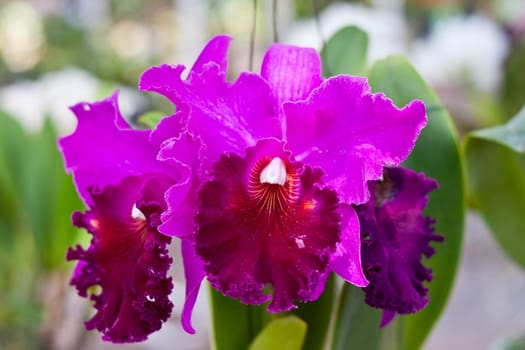 Beautiful orchid