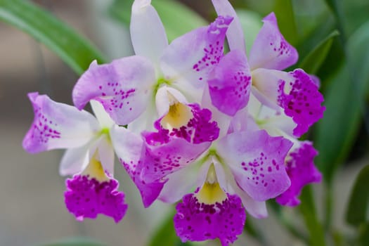 Beautiful orchid