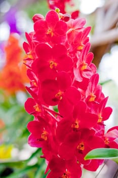 Beautiful orchid