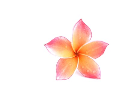 Plumeria flower isolated on white