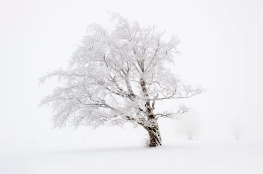 winter or winter snow or winter ice or winter deep snow
