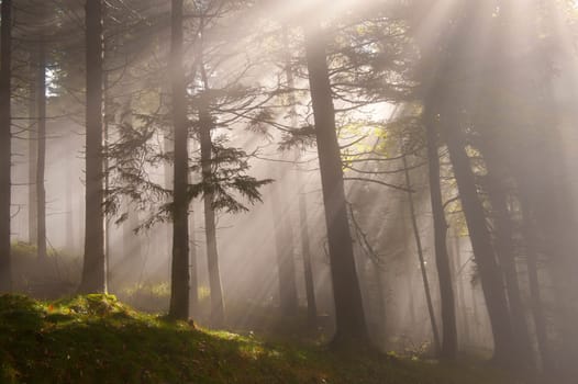 Forest lights