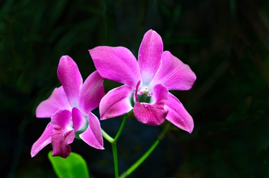 orchid on black background