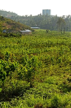 African crops growing on a farm set in a valley between hills in Kibuye, Rwanda, Africa