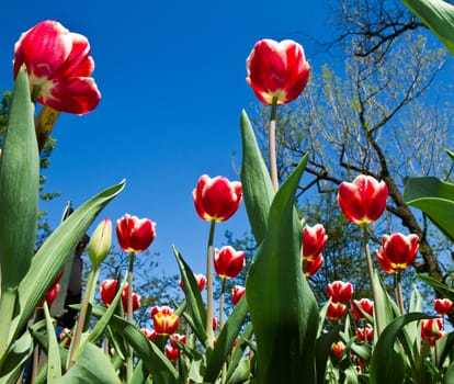 colored tulip
