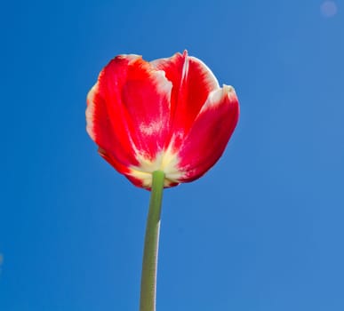 colored tulip