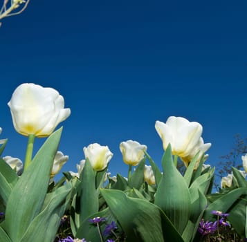 tulip field