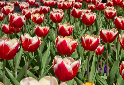 tulip field